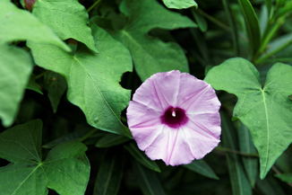 Wild Morning Glory in Texas
